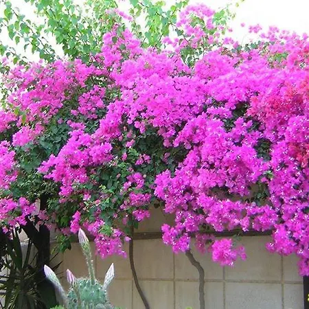 The Boathouse 3* Kamári