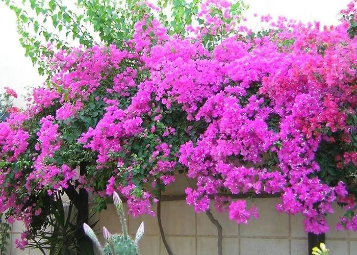 The Boathouse 3* Kamári